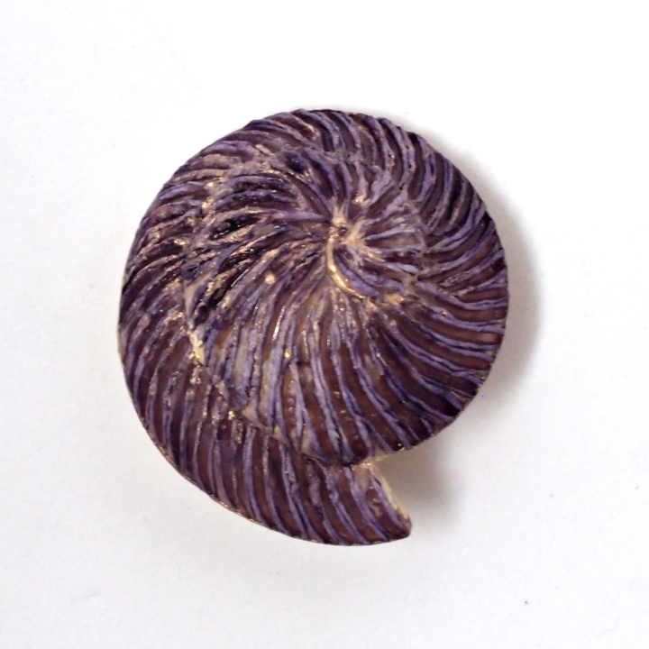 Coquillage