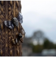 Broche papillon de nuit