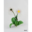 MARGUERITE